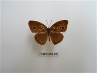 藏品(淺色眉眼蝶)的圖片